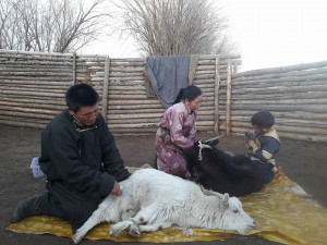 peignage des chèvres Saranguerel cooperatif